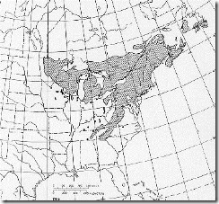 alleghaniensis