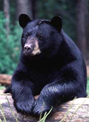 [bear_am[2].jpg]