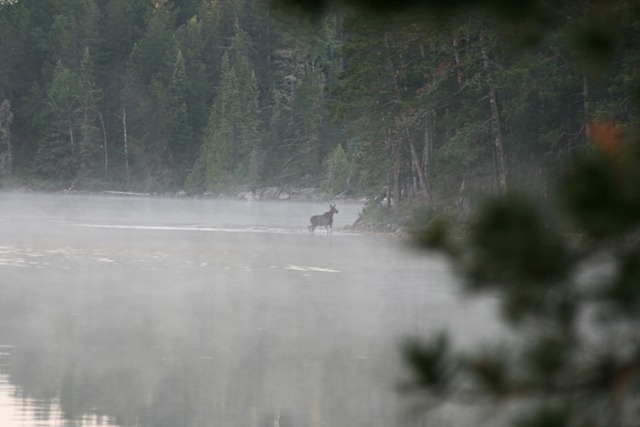 [Moose in the morning mist[2].jpg]