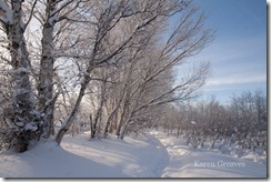 birch-path