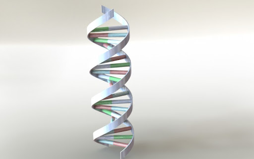 estructura del adn. Estructura de ADN modelada en