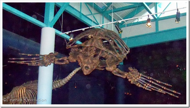 Big Turtle