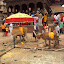  &ndash; cows - part of the procession - being offered food in Patan