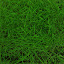  &ndash; barley seedlings on the ninth day of dasain