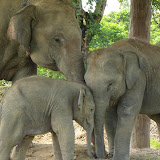 Chitwan Photos