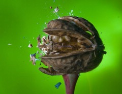 high_speed_photography_25