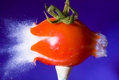 high_speed_photography_23
