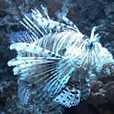 Lion Fish