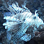 Lion Fish