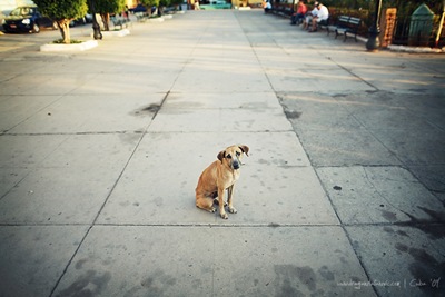 Perro story 012