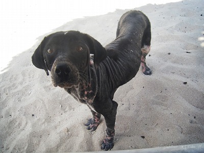 Perro story 004