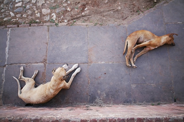 [Perro story 017[5].jpg]