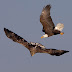 Bald Eagles

