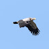 800px-Madagascar_Harrier-Hawk.jpg