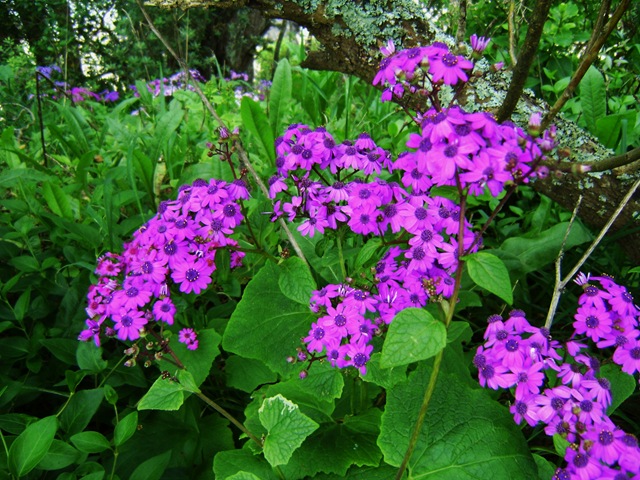[Purple Flowers[3].jpg]