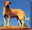 Old Yeller