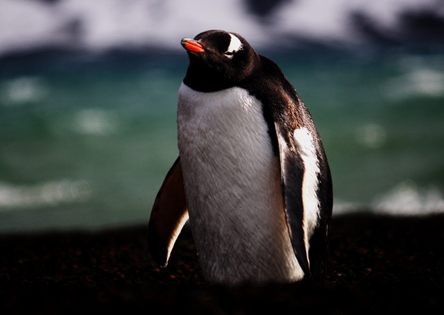 [Chilin Peguin[3].jpg]