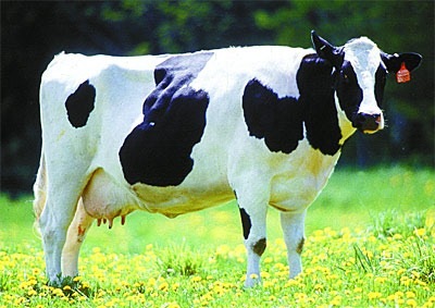 [Holstein[3].jpg]
