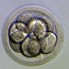 [Embrion humano[3].jpg]