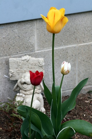 [Tulip_Boquet_2009[5].jpg]