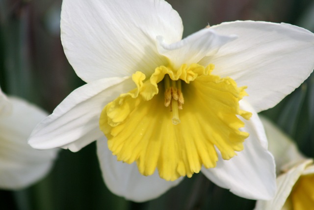 [Daffodil8_2010[3].jpg]