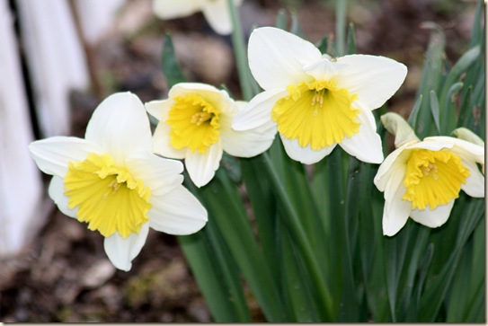 Daffodils_2010