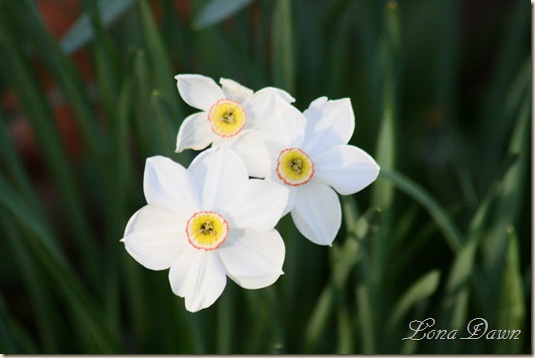 Daffodil_Pink