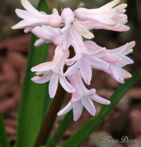 [Hyacinth_Pink211.jpg]