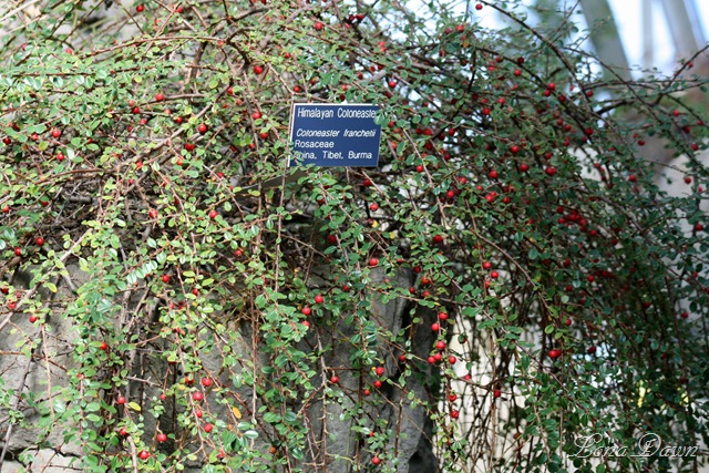 [FPC_Cotoneaster6.jpg]