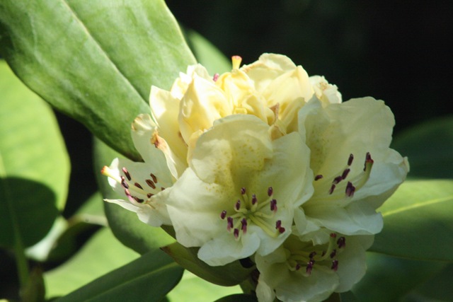 [Capistrano_Rhododendron3[3].jpg]