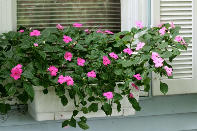 [WindowBasket_Impatiens[3].jpg]