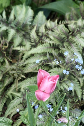 [Tulip_ferns[7].jpg]