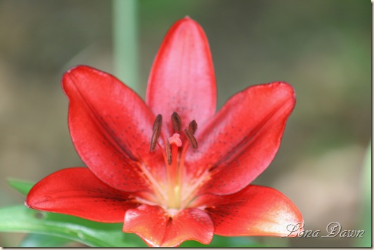 Lily2_Unknown