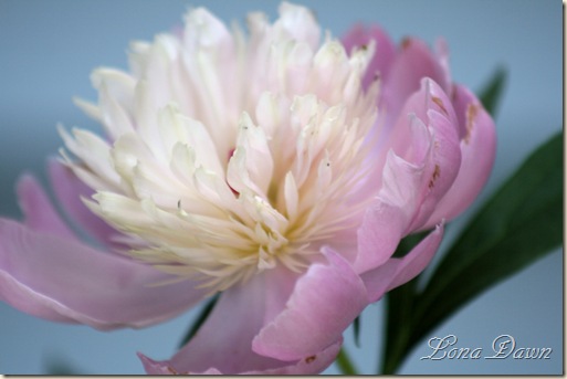 Sobet_Peony