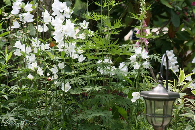 [Bellflowers_MiddleBed8.jpg]