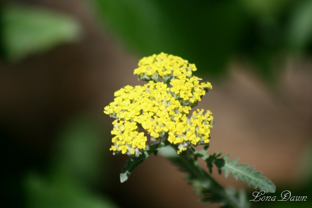 [Achillea_Moonshine6.jpg]