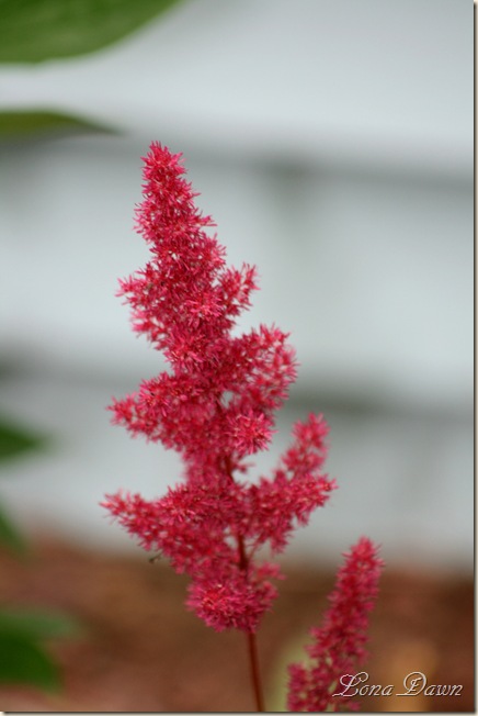 Astilbe_Red