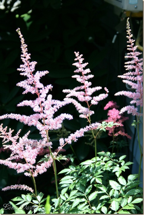 Astilbe_Beauty2