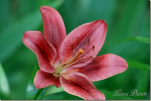 Woodsbed_lily_Red