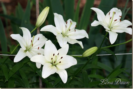 Woodsbed_Lilies2