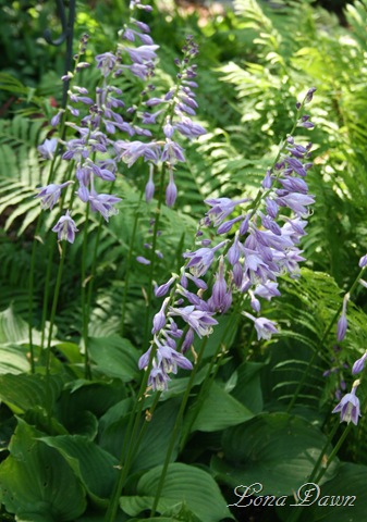 [HH_PurpleBlooms_2010[7].jpg]
