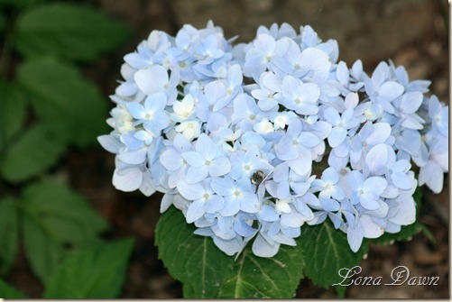 Hydrangea_BlueberryParfait_June2