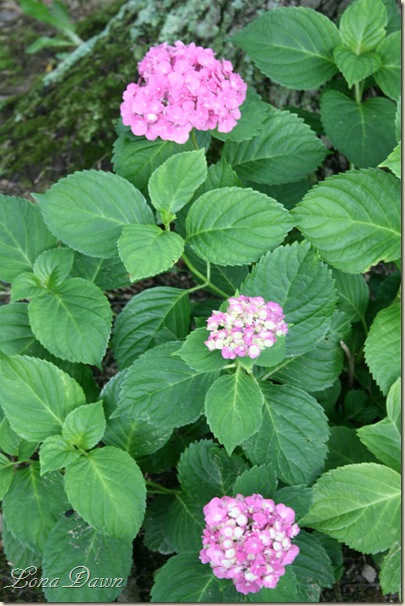 Hydrangea_SummerBeauty_June28