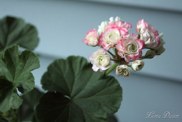 [Geranium_AppleBlossomRosebud2[7].jpg]