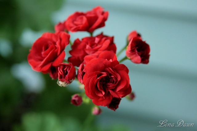 [Geranium_RedRosebud[8].jpg]