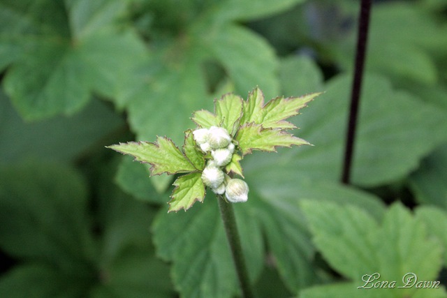 [Anemone_QueenCharlotte_Buds_July17[6].jpg]