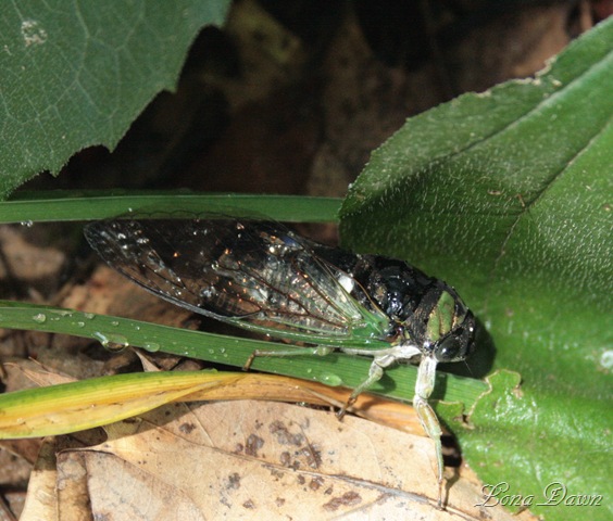 [Locust2_Cicada[6].jpg]