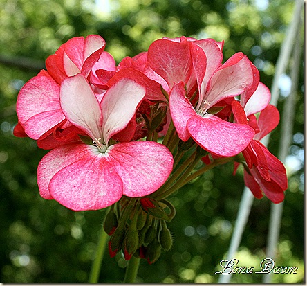 Geranium_RedIce_Aug30