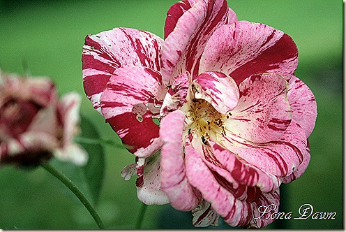 Scentimental_PinkBlush