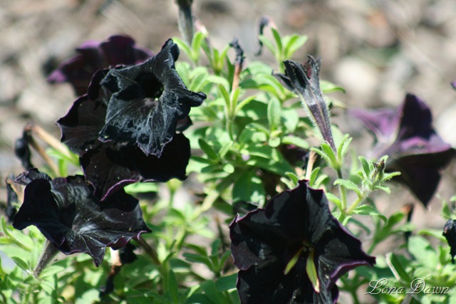[FPC_BlackVelvetPetunia_Aug18[6].jpg]